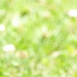 texture / background Spring